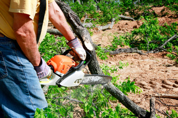 Best Tree Root Removal  in Clayton, AL